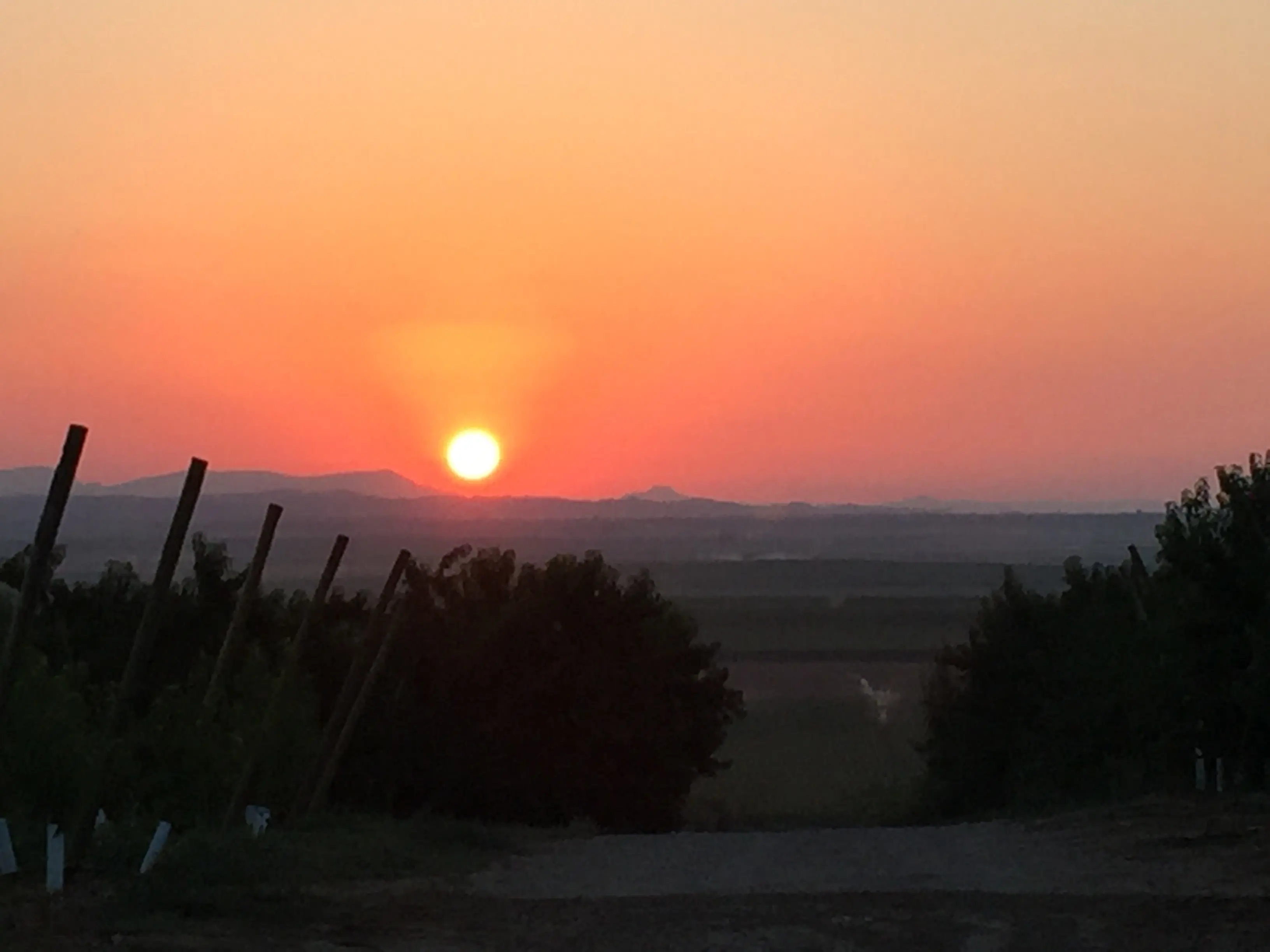 Sunset landscape with vineyard posts and trees silhouetted against a colorful sky